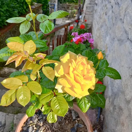 Appartement Casa Verdelago Barberino di Mugello
